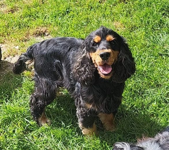 Urgent à donner Sirius 