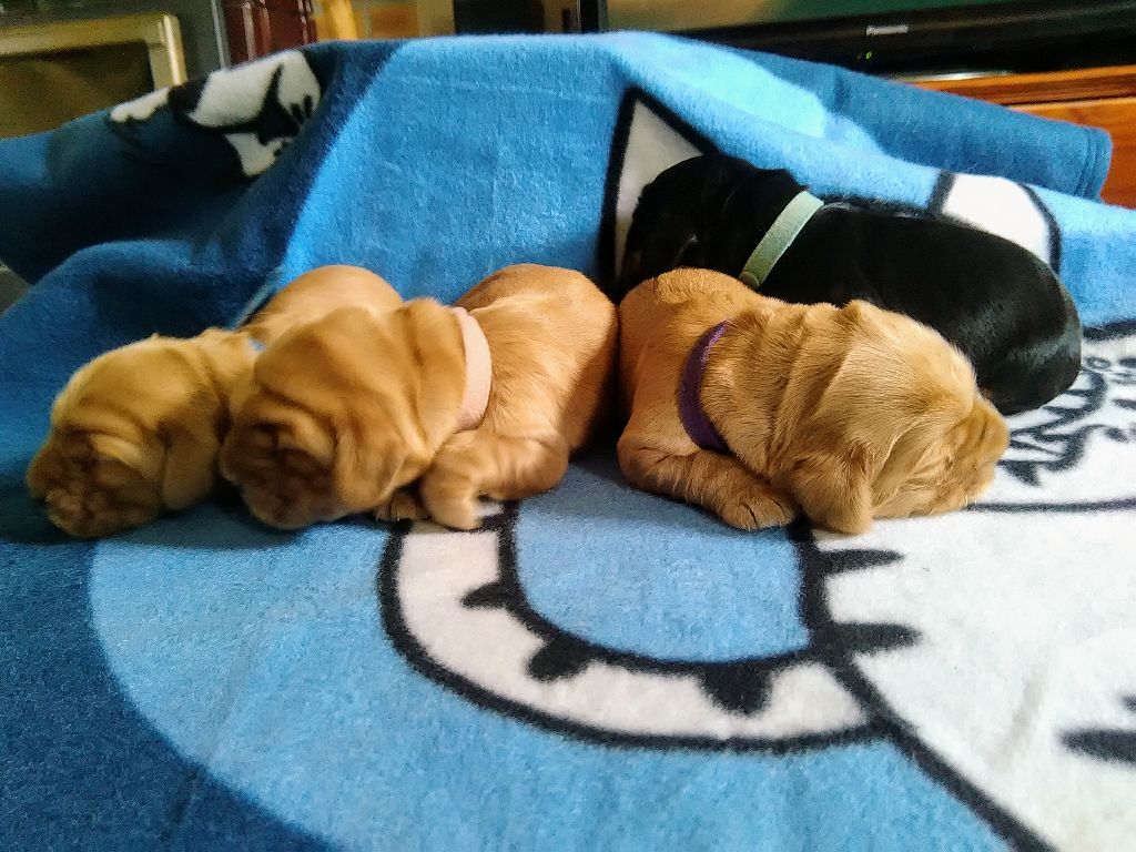 Des Rêves De Skadi - Cocker Spaniel Anglais - Portée née le 19/05/2019