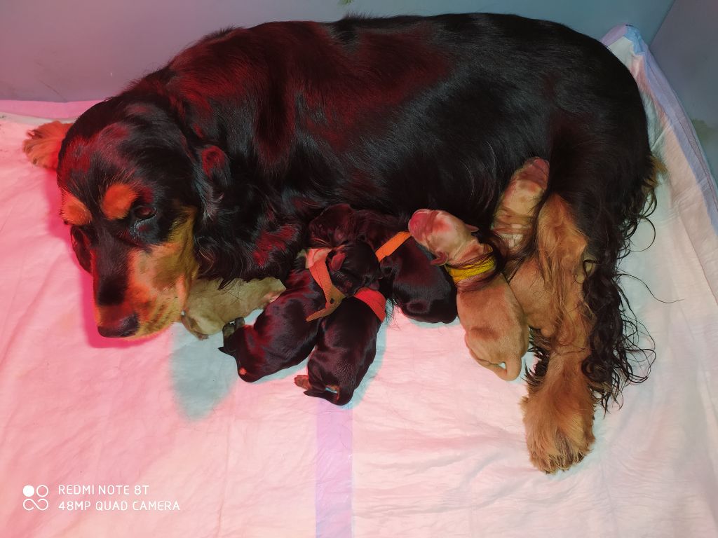 Des Rêves De Skadi - Cocker Spaniel Anglais - Portée née le 22/01/2020